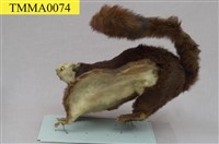 白面鼯鼠藏品圖，第11張